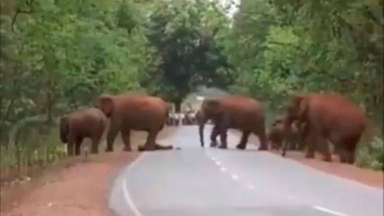 El funeral de una cría de elefante conmueve las redes