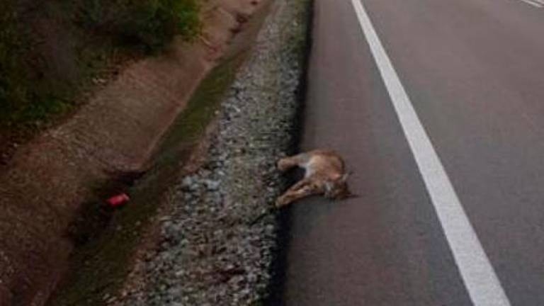Un lince ibérico muere presuntamente atropellado entre Vilches y Linares Un lince ibérico muere presuntamente atropellado entre Vilches y Linares