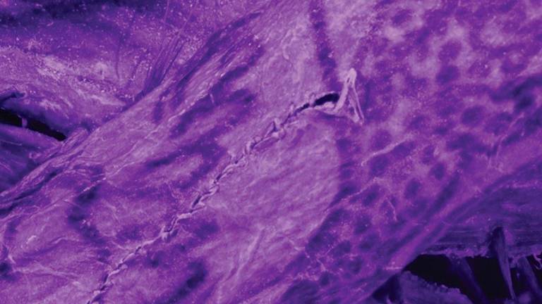 Descubren detallados tatuajes en una momia de más de 2.000 años Descubren detallados tatuajes en una momia de más de 2.000 años