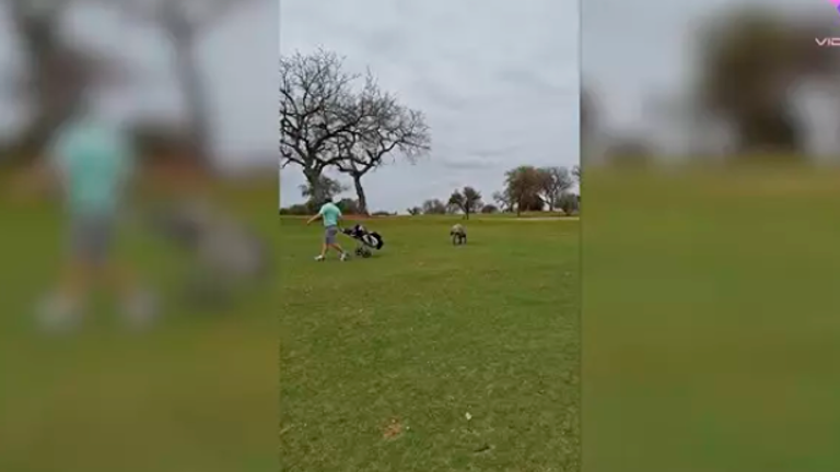 Esta hiena se convierte en asistente de golfista Esta hiena se convierte en asistente de golfista