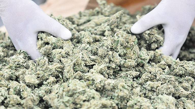 Detenido un iliturgitano de 60 años por cultivar marihuana Detenido un iliturgitano de 60 años por cultivar marihuana