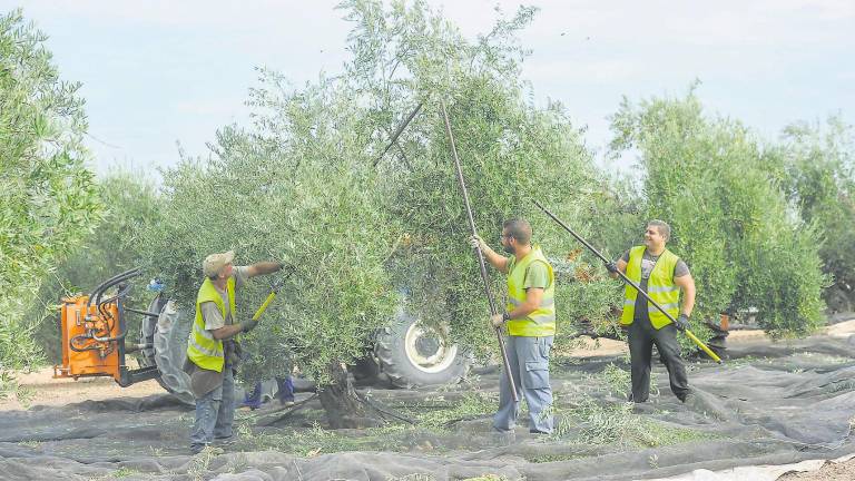 Cooperativas Agro-alimentarias pide ayudas a las administraciones ante la merma en la producción de aceite