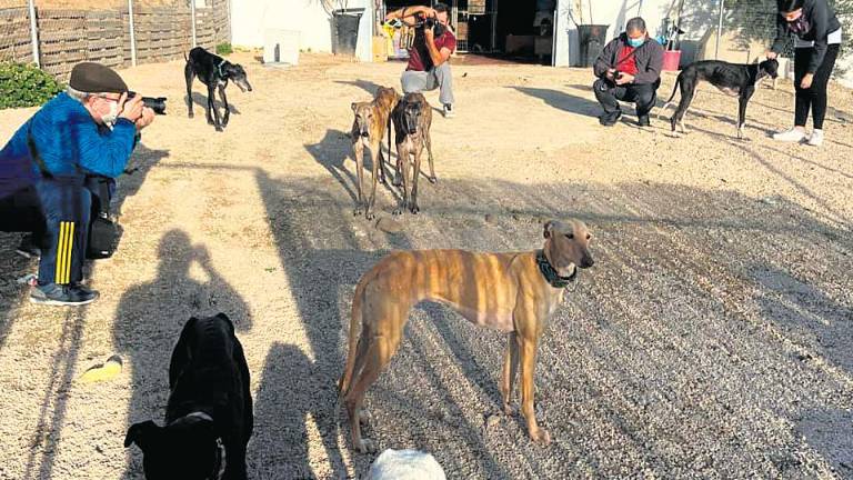 El mejor amigo para el hombre es también el más abandonado El mejor amigo para el hombre es también el más abandonado
