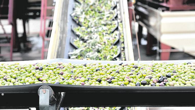 El valor del aceite exportado coge peso en el mercado internacional El valor del aceite exportado coge peso en el mercado internacional