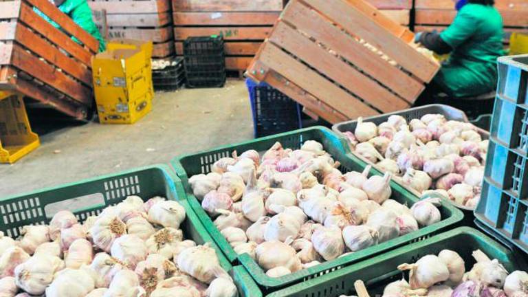 La producción de ajo sigue en aumento en la provincia La producción de ajo sigue en aumento en la provincia