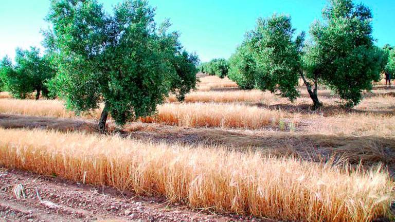 Fumigación terrestre contra la plaga de mosca del olivo Fumigación terrestre contra la plaga de mosca del olivo