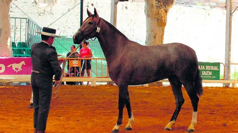 Anducab volverá del 6 al 8 de septiembre Anducab volverá del 6 al 8 de septiembre