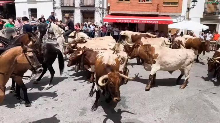 Feria de la Trashumancia (VII): Santiago de la Espada recibe al ganado bravo Feria de la Trashumancia (VII): Santiago de la Espada recibe al ganado bravo