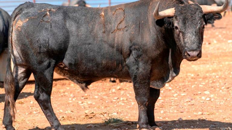 Los toros de la corrida de San Lucas Los toros de la corrida de San Lucas