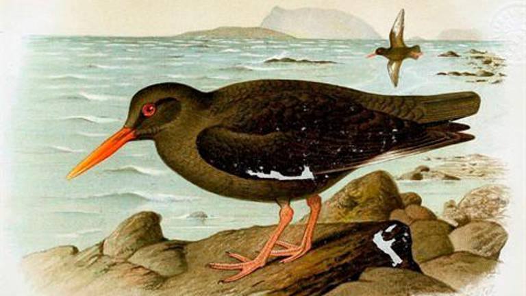 El ADN revela que un ave extinta de Canarias no era una especie única El ADN revela que un ave extinta de Canarias no era una especie única