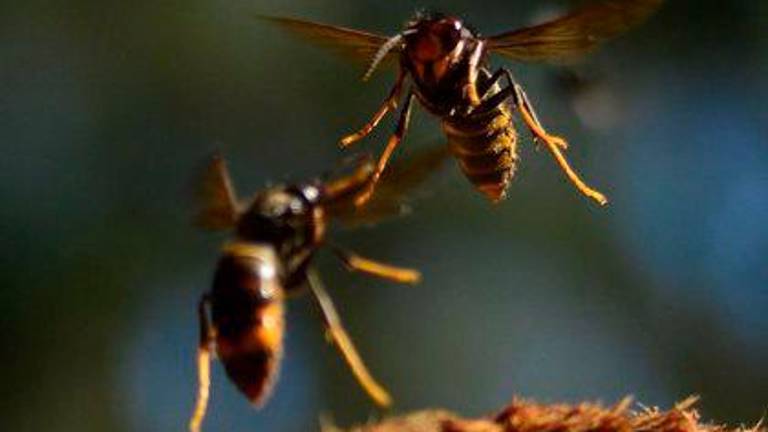 Los abejorros combaten con éxito el avispón oriental, especie invasora presente en Jaén Los abejorros combaten con éxito el avispón oriental, especie invasora presente en Jaén