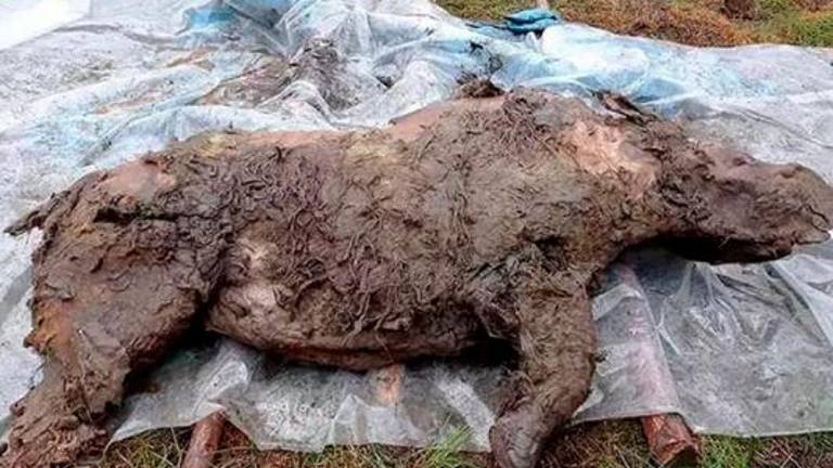 Hallado en Siberia un rinoceronte lanudo congelado hace 20.000 años Hallado en Siberia un rinoceronte lanudo congelado hace 20.000 años
