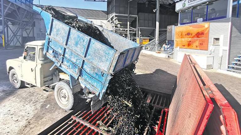 Hay almazaras que fijan en un 40% la caída de su producción Hay almazaras que fijan en un 40% la caída de su producción