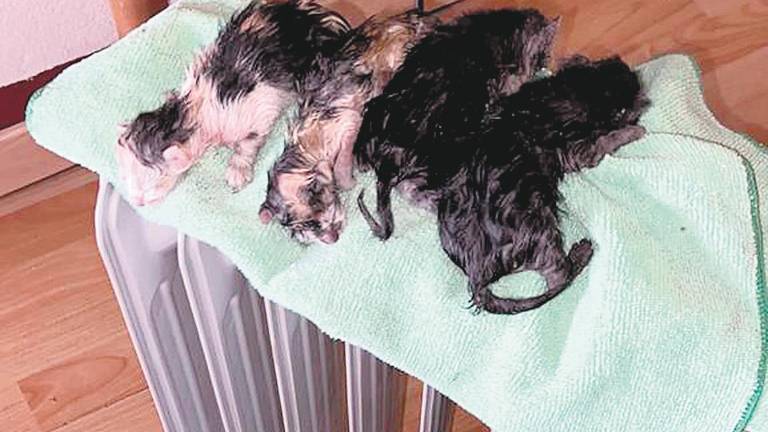 “Gatetes” ofrece en adopción dos gatitos machos “Gatetes” ofrece en adopción dos gatitos machos