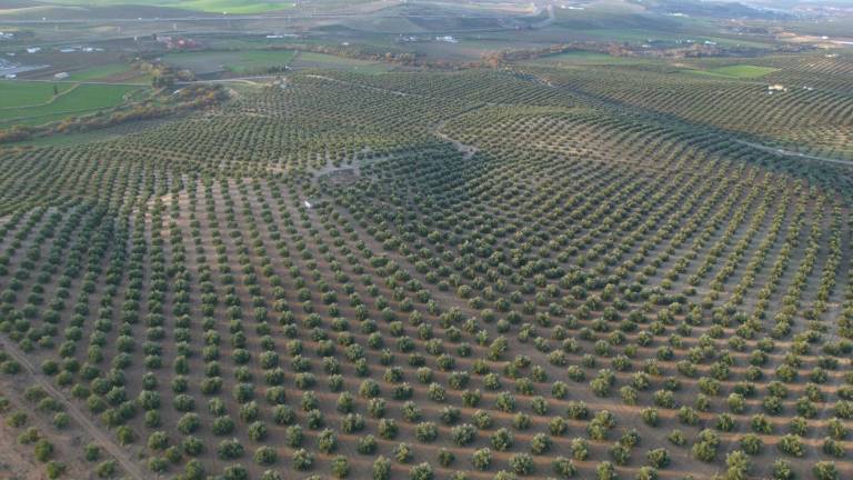 Asolite augura una reducción en la producción de la próxima cosecha del olivar Asolite augura una reducción en la producción de la próxima cosecha del olivar