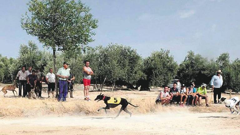 Alrededor de cincuenta galgos en el paseo Primero de Mayo Alrededor de cincuenta galgos en el paseo Primero de Mayo