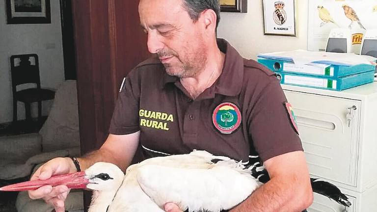 Recogida una cigüeña blanca con un ala daña en Cabeza Rubia Recogida una cigüeña blanca con un ala daña en Cabeza Rubia