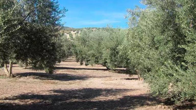 Coag Jaén exige un reparto social del agua y califica de escándalo el reparto realizado desde la CHG Coag Jaén exige un reparto social del agua y califica de escándalo el reparto realizado desde la CHG