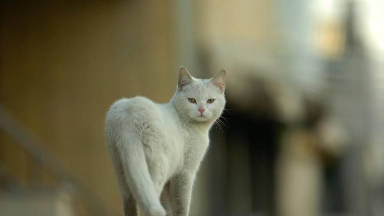 Preocupación por la falta de agua para los gatos callejeros Preocupación por la falta de agua para los gatos callejeros