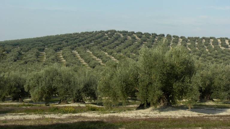 Que el paisaje del olivar sea Patrimonio Mundial está en la mano de los agricultores