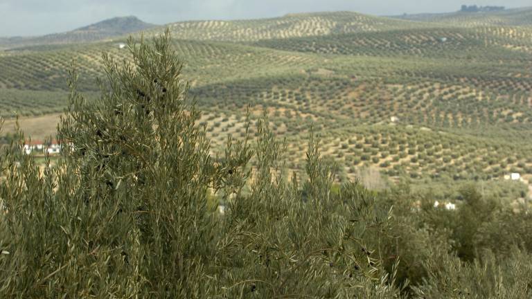 El olivar es como el buen vino con el paso de los años El olivar es como el buen vino con el paso de los años