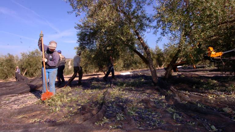 El Gobierno rebaja a 10 las peonadas para el subsidio y renta agraria hasta junio de 2023 El Gobierno rebaja a 10 las peonadas para el subsidio y renta agraria hasta junio de 2023