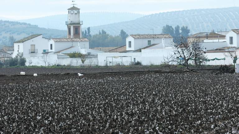 Acuerdo para impulsar aún más los cultivos de algodón Acuerdo para impulsar aún más los cultivos de algodón