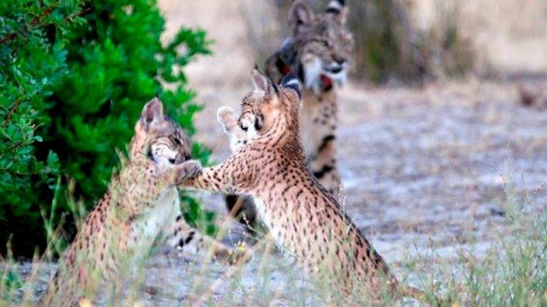Un pajar o un jaulón, el lince cambia sus lugares para parir Un pajar o un jaulón, el lince cambia sus lugares para parir