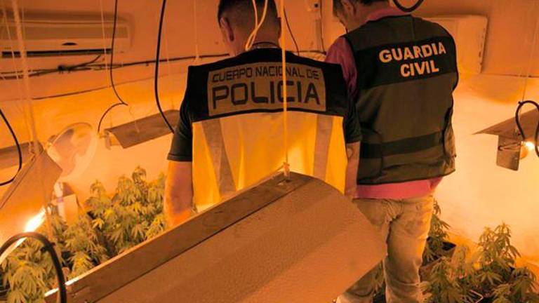 Detenido un joven tras desmantelar una plantación casera de marihuana con 363 plantas Detenido un joven tras desmantelar una plantación casera de marihuana con 363 plantas