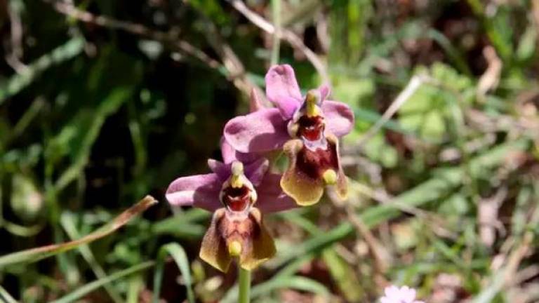 La Carolina alberga la primera microrreserva de orquídeas de Andalucía