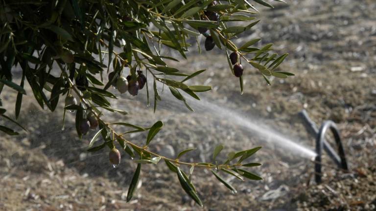 El agua salina, ¿futuro del riego? El agua salina, ¿futuro del riego?