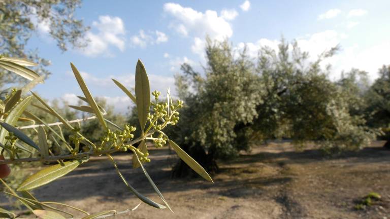 La UE financia con 7 millones un proyecto liderado por la UJA sobre suelos del olivar y su impacto en producción y calidad del aceite La UE financia con 7 millones un proyecto liderado por la UJA sobre suelos del olivar y su impacto en producción y calidad del aceite