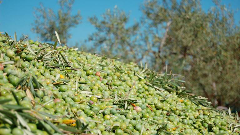 Desarticulada en Jaén y Granada una trama de robo y venta ilegal de aceituna Desarticulada en Jaén y Granada una trama de robo y venta ilegal de aceituna