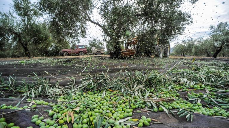 Picual y Arbequina, un cruce de excelencia en vitamina E