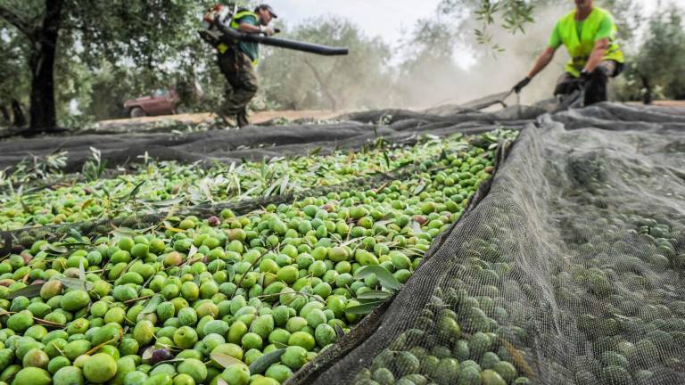 Los italianos culpan a España de los bajos precios del aceite