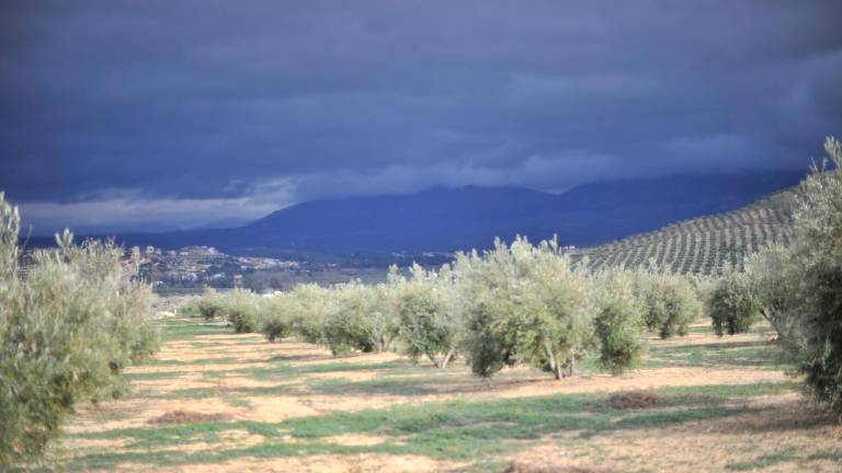 La candidatura del olivar a Patrimonio Mundial no se retomará si no lo piden los agricultores