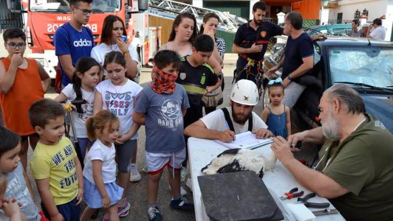 Anillamiento de crías de cigüeñas en Marmolejo