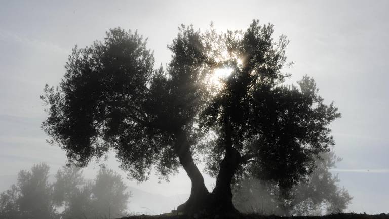 Madrid acogerá un foro acerca de la Xylella y el cambio climático