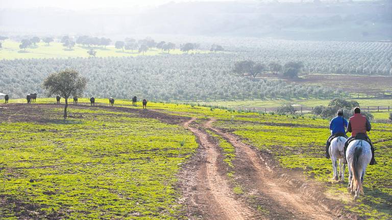 Crece la superficie agrícola, pero bajan las explotaciones agrarias Crece la superficie agrícola, pero bajan las explotaciones agrarias