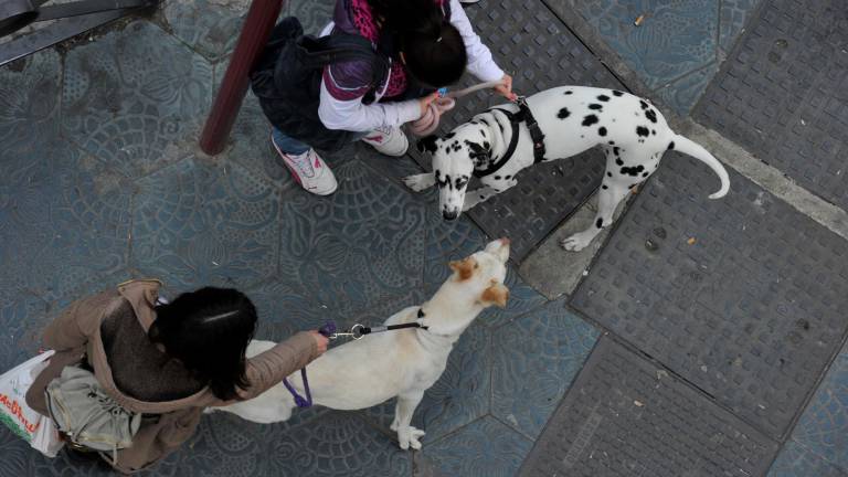 ¿Se contagian perros y gatos? No, y tampoco lo transmiten