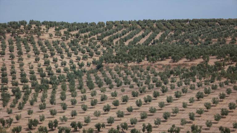 Cajasur abre una línea de financiación de más de 100 millones de euros para la campaña del olivar Cajasur abre una línea de financiación de más de 100 millones de euros para la campaña del olivar