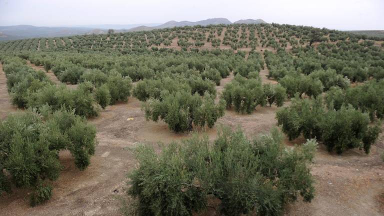Los seguros agrarios “no compensan” para el cultivo, según organizaciones agrarias jiennenses Los seguros agrarios “no compensan” para el cultivo, según organizaciones agrarias jiennenses