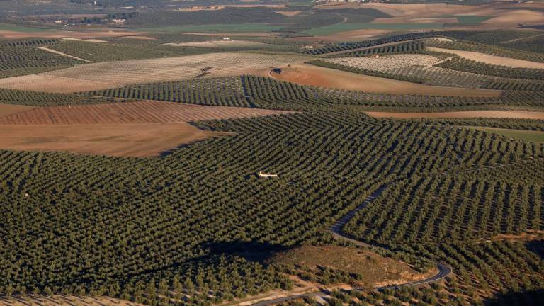 Ayudas a 15.000 agricultores de Jaén por 10,1 millones para compensar la subida de los fertilizantes Ayudas a 15.000 agricultores de Jaén por 10,1 millones para compensar la subida de los fertilizantes