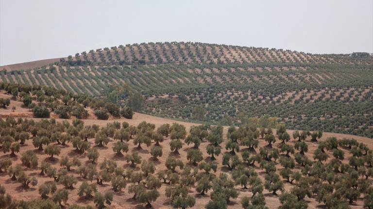 Un olivar en Jaén. / Rocío Ruz / Archivo Europa Press. 