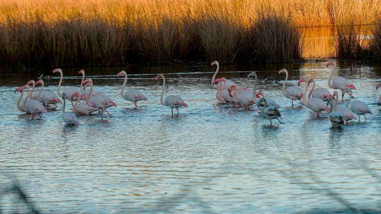 Ultimátum de la UE para corregir los daños en el Parque de Doñana Ultimátum de la UE para corregir los daños en el Parque de Doñana