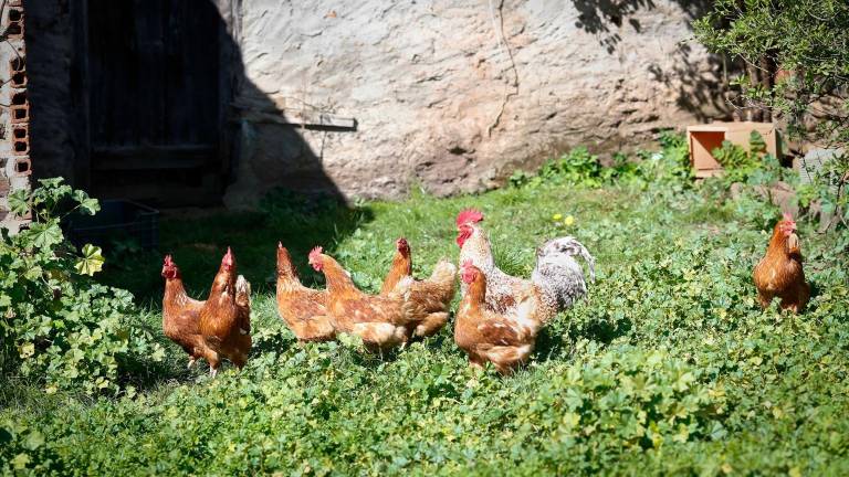 Absueltos tres varones acusados de abusar sexualmente de una gallina en Córdoba Absueltos tres varones acusados de abusar sexualmente de una gallina en Córdoba