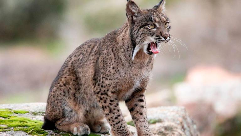 A prisión un guarda de Jaén por colocar lazos en los que murió un lince A prisión un guarda de Jaén por colocar lazos en los que murió un lince