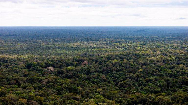 Hallan con vida a los cuatro niños desaparecidos hace más de un mes en la selva de Colombia Hallan con vida a los cuatro niños desaparecidos hace más de un mes en la selva de Colombia