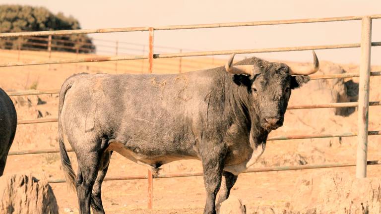 Estos son los toros de Victorino Martín que estarán en San Lucas Estos son los toros de Victorino Martín que estarán en San Lucas