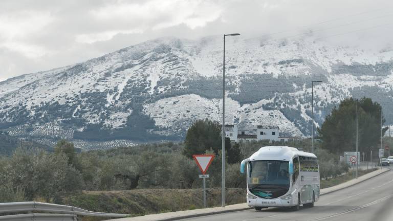 Al olivo le favorece el refranero Al olivo le favorece el refranero